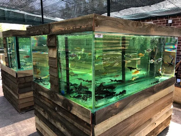 Viscum Water Gardens & Aquatics Picture 6