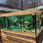Viscum Water Gardens & Aquatics