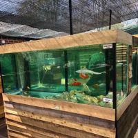 Viscum Water Gardens & Aquatics ico