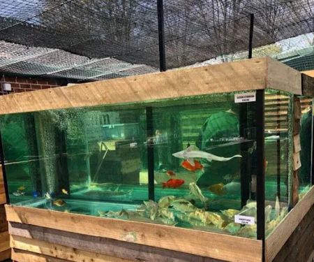 Viscum Water Gardens & Aquatics