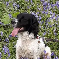 The Shire Veterinary Services ico