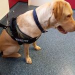Abbey Vet Centre