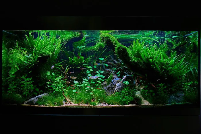 Complete Aquatics Picture 2