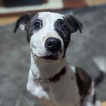 Rase Veterinary Centre - Market Rasen