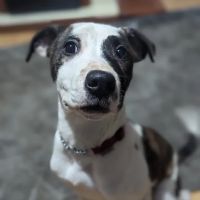 Rase Veterinary Centre - Market Rasen ico