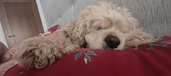 Vets4Pets - Belfast Picture 5
