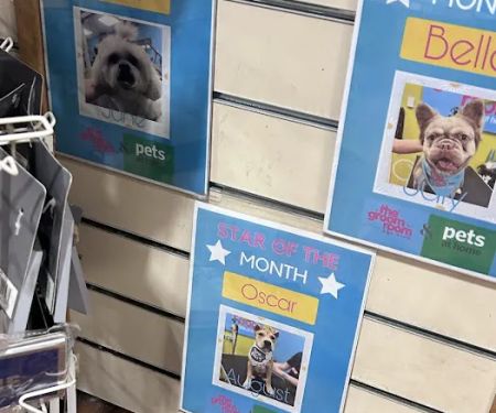 Vets4Pets - Belfast