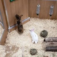 Pets at Home Cardiff Newport Rd ico