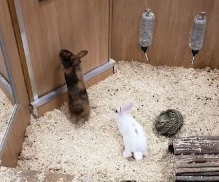 Pets at Home Cardiff Newport Rd