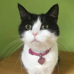 Flynn Vets Balmoral