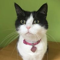 Flynn Vets Balmoral ico