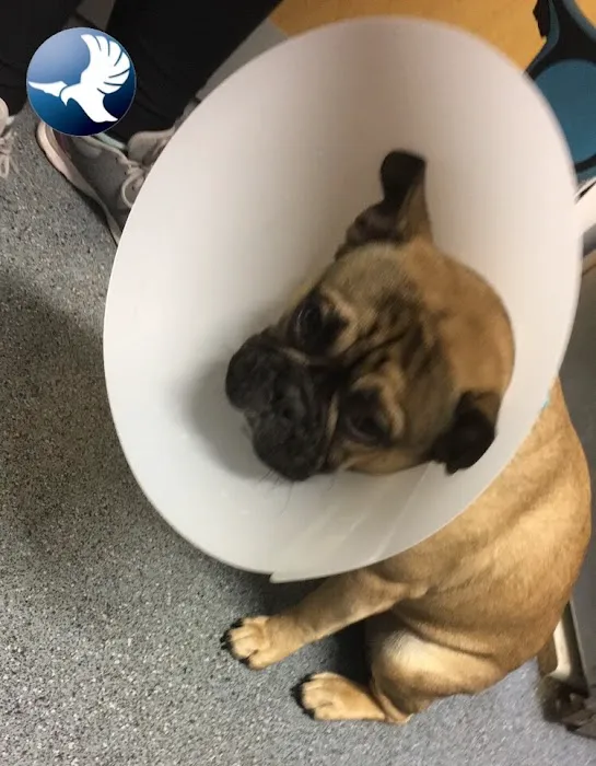 Flynn Vets Balmoral Picture 9