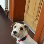 Braemar Veterinary Clinic