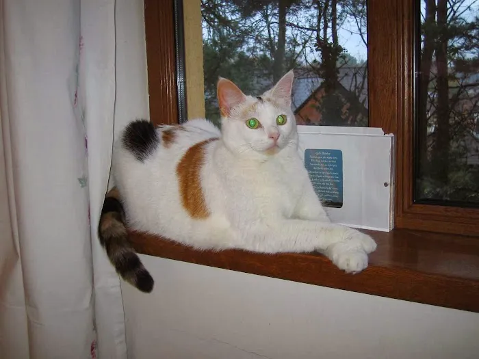 Braemar Veterinary Clinic Picture 4