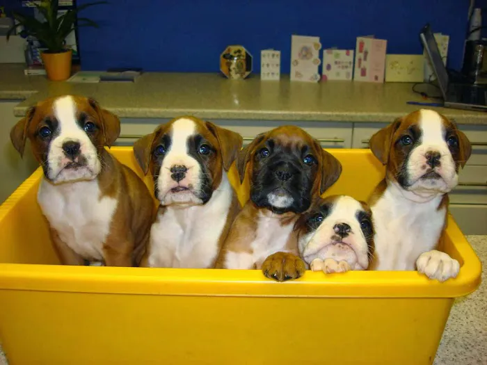 Braemar Veterinary Clinic Picture 6