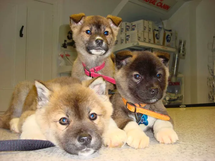 Braemar Veterinary Clinic Picture 5