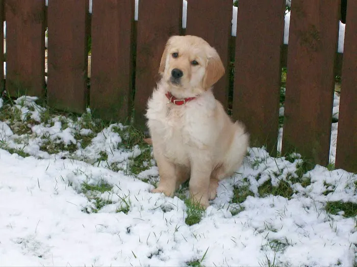 Braemar Veterinary Clinic Picture 9