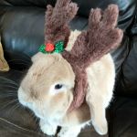 Pets at Home Cardiff Ty Glas