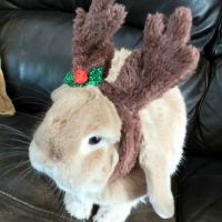 Pets at Home Cardiff Ty Glas ico