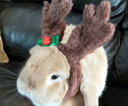 Pets at Home Cardiff Ty Glas