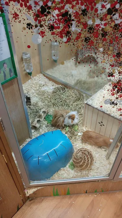 Pets at Home Cardiff Ty Glas Picture 4