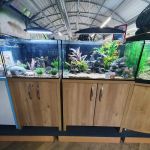 Maidenhead Aquatics St Mellons