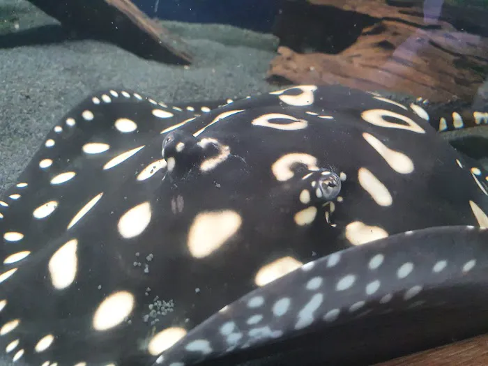 Maidenhead Aquatics St Mellons Picture 6