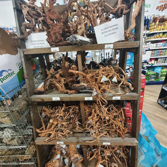 Maidenhead Aquatics St Mellons Picture 7