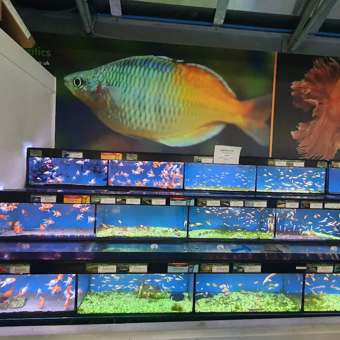 Maidenhead Aquatics St Mellons Picture 8