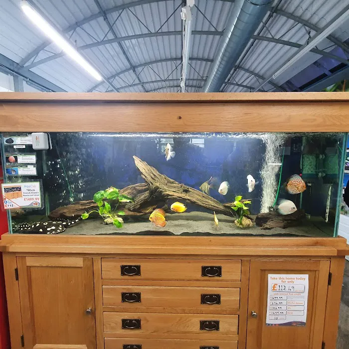 Maidenhead Aquatics St Mellons Picture 9