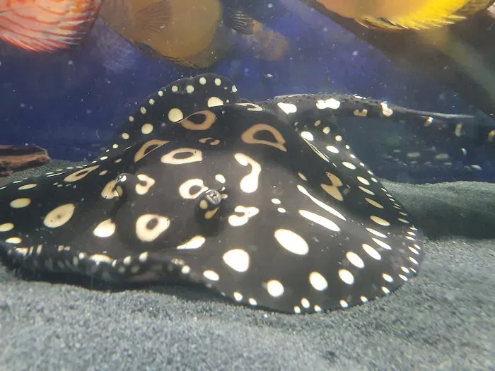 Maidenhead Aquatics St Mellons Picture 10