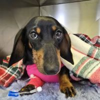 Forestside Veterinary Clinic ico