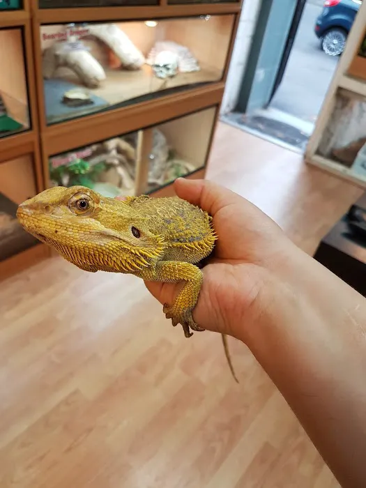 Reptile Cymru Picture 1