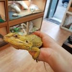 Reptile Cymru