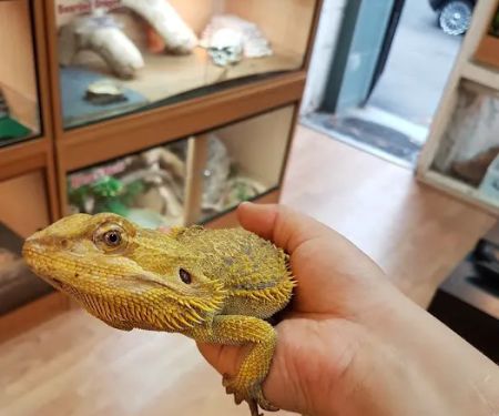 Reptile Cymru