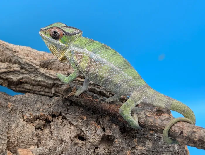 Reptile Cymru Picture 6