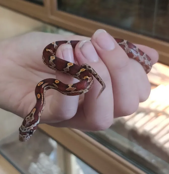 Reptile Cymru Picture 5