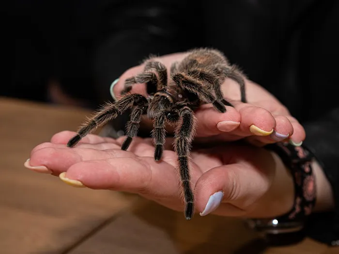 Reptile Cymru Picture 7