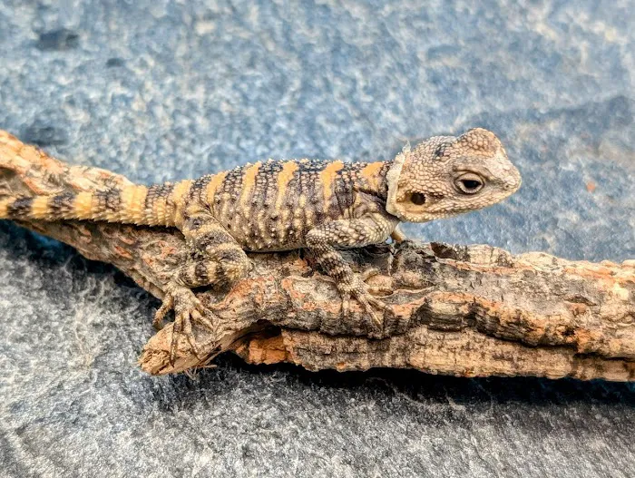 Reptile Cymru Picture 10