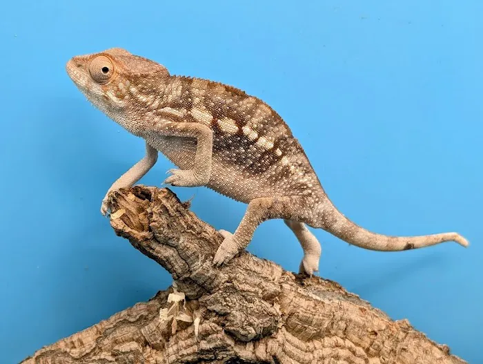 Reptile Cymru Picture 9