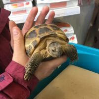 Flynn Vets Commons Brae ico