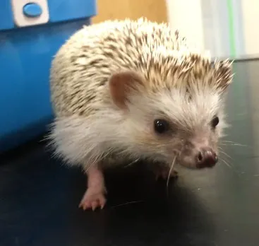 Flynn Vets Commons Brae Picture 6