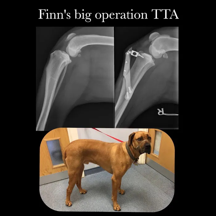 Flynn Vets Commons Brae Picture 10