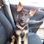 Belfast PDSA Pet Clinic