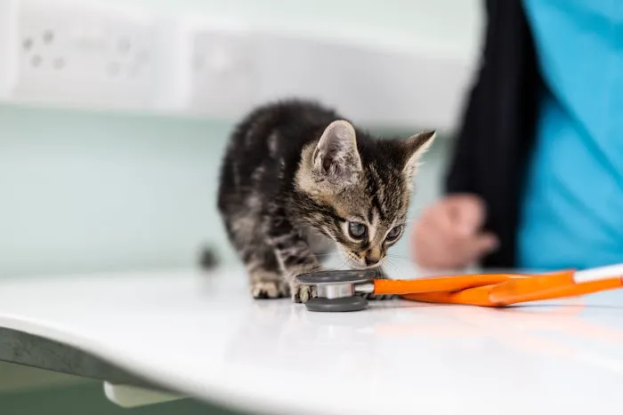 Cavehill Veterinary Clinic Picture 10