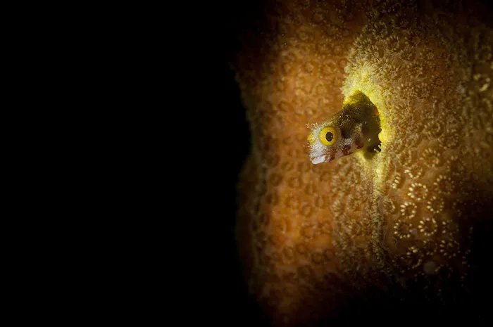 Exotic Aquatics Picture 2