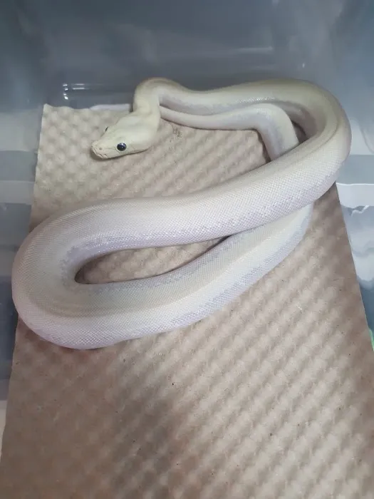 Reptile Hunters Picture 2