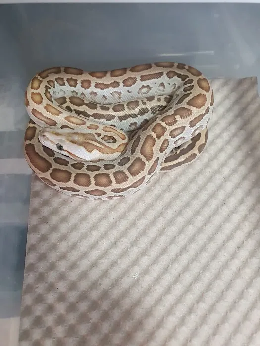 Reptile Hunters Picture 4