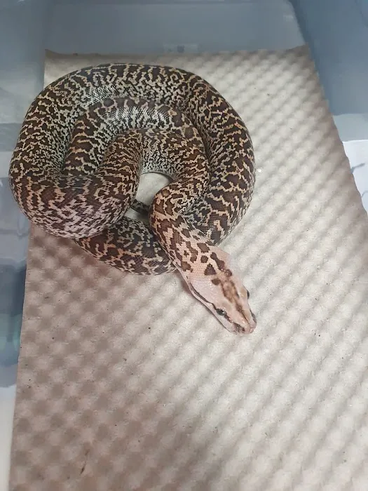 Reptile Hunters Picture 5