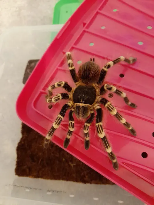 Reptile Hunters Picture 6